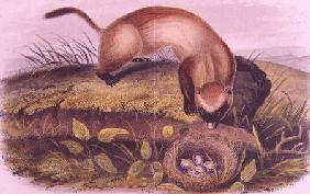 Black-footed Ferret from Quadrupeds of North America (1842-5)