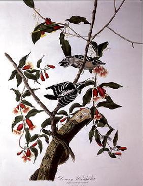 Downy Woodpecker, from 'Birds of America', engraved by Robert Havell (1793-1878) (coloured engraving