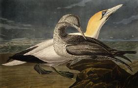 Gannets, from 'Birds of America', engraved by Robert Havell (1793-1878) published 1836 (coloured eng