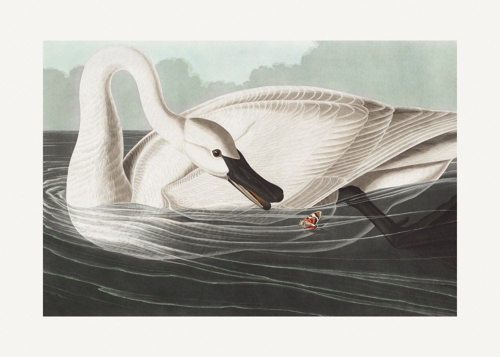 Trompeterschwan aus Birds of America (1827) from John James Audubon