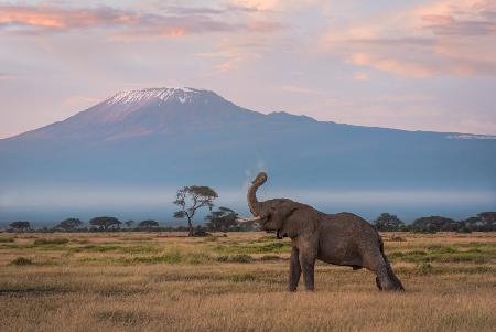 Der Morgen des Kilimandscharo