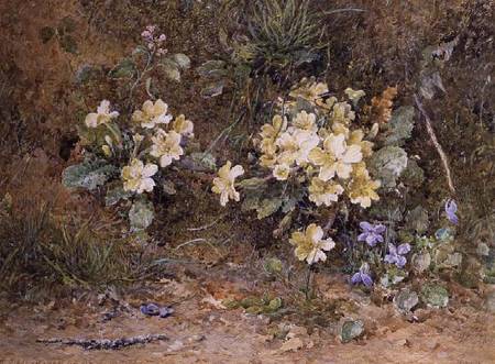 Primroses and Violets on a mossy bank from John Jessop Hardwick