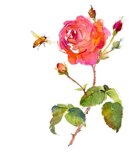 Rose with bee