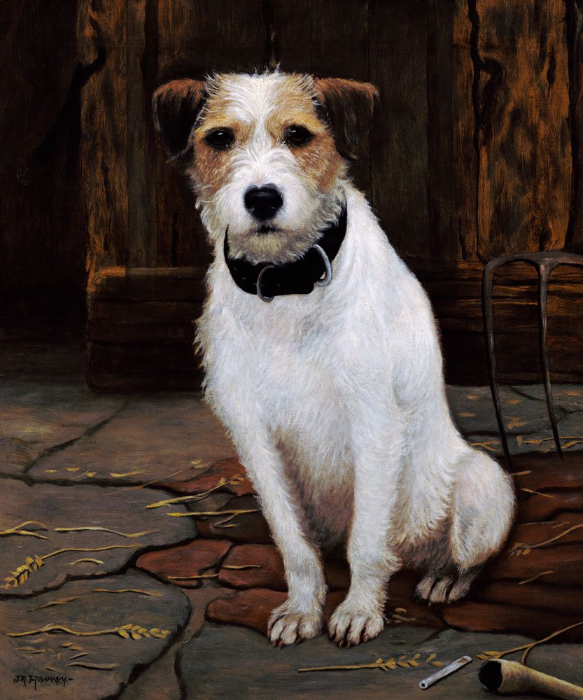 Portrait of Terrier from John Rabone Harvey