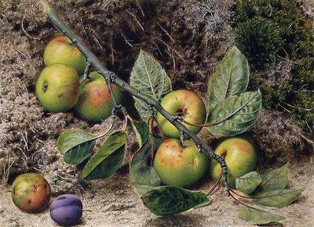 Apples on a Branch from John Sherrin
