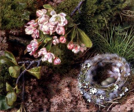 A Bird's Nest and Apple Blossom from John Sherrin