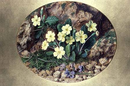Primroses and Violets from John Sherrin