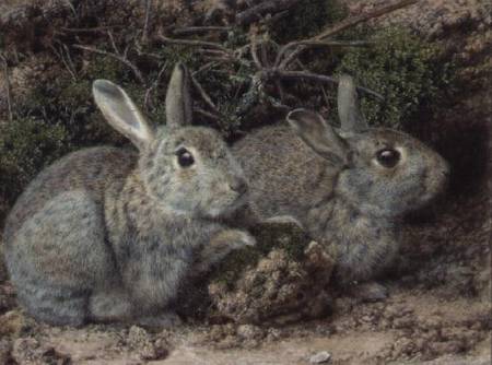 Rabbits from John Sherrin