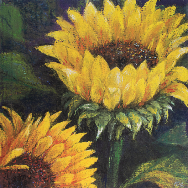 Sunflowers from John Starkey