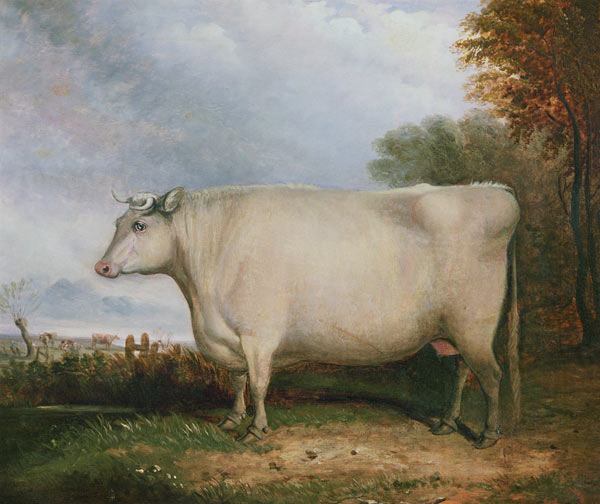 Portrait of a prize cow from John Vine