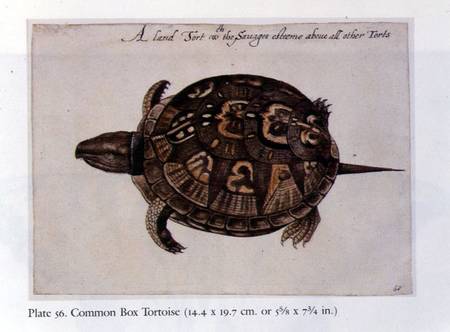 Common Box Tortoise from John White