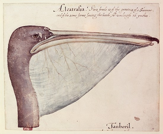 Pelican, c.1590 from John White