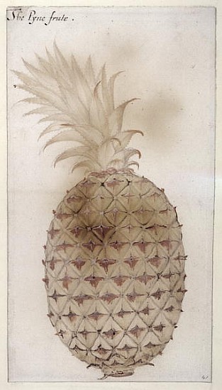 Pineapple, (pencil, w/c & bodycolour on paper) from John White