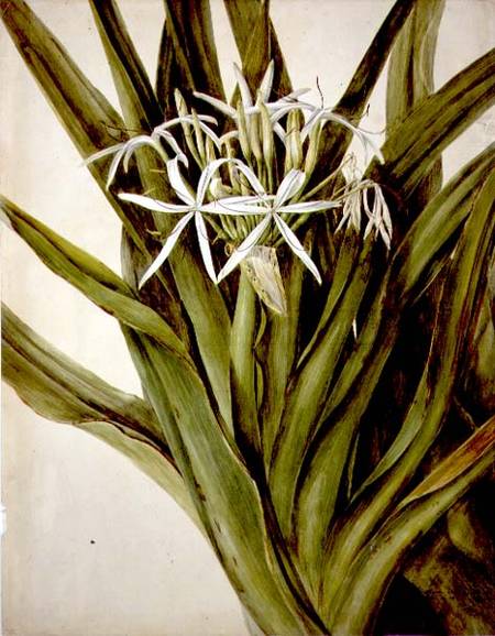 The Murray Lily, cirinum pedunculatum from John William Lewin