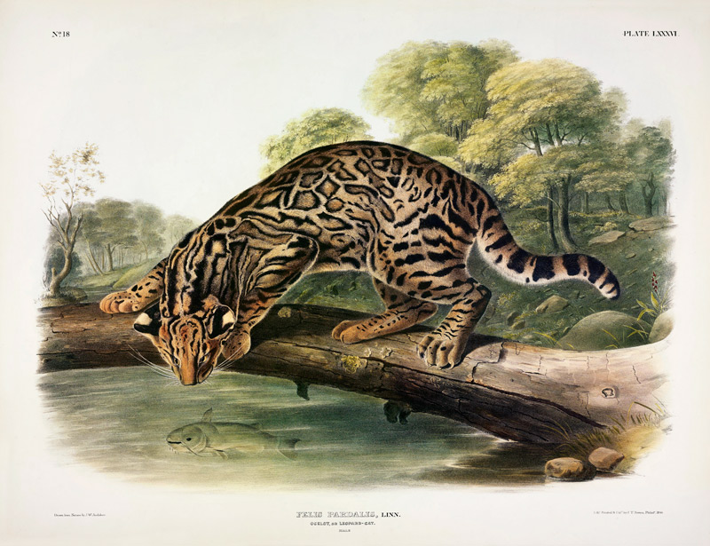 Felis Pardalis (Ocelot or Leopard-Cat), plate 86 from 'Quadrupeds of North America', engraved by Joh from John Woodhouse Audubon