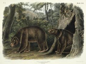 Ursus Americanus, var. Cinnamonum (Cinnamon Bear), plate 127 from 'Quadrupeds of North America', eng