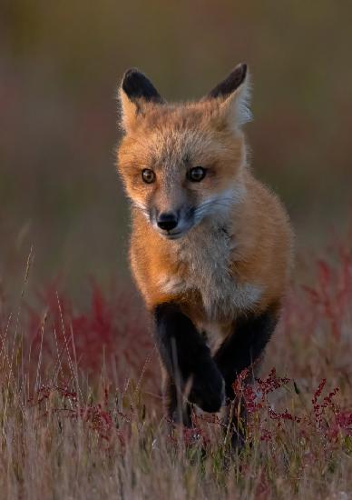 roter Fuchs