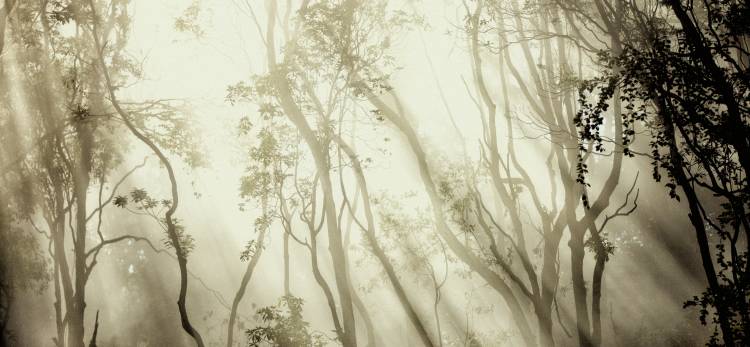 Fog from Jorge Feteira