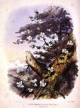 Rhododendron: Dalhousie, drawing from 'Rhododendrons of the Sikkim Himalaya', printed by Reeve Benha