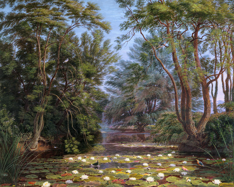 River Cherwell Waterlilies from William Turner