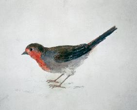 Robin, from The Farnley Book of Birds, c.1816 (pencil and w/c on paper)