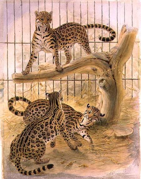 Ocelots in a Cage from Joseph Wolf
