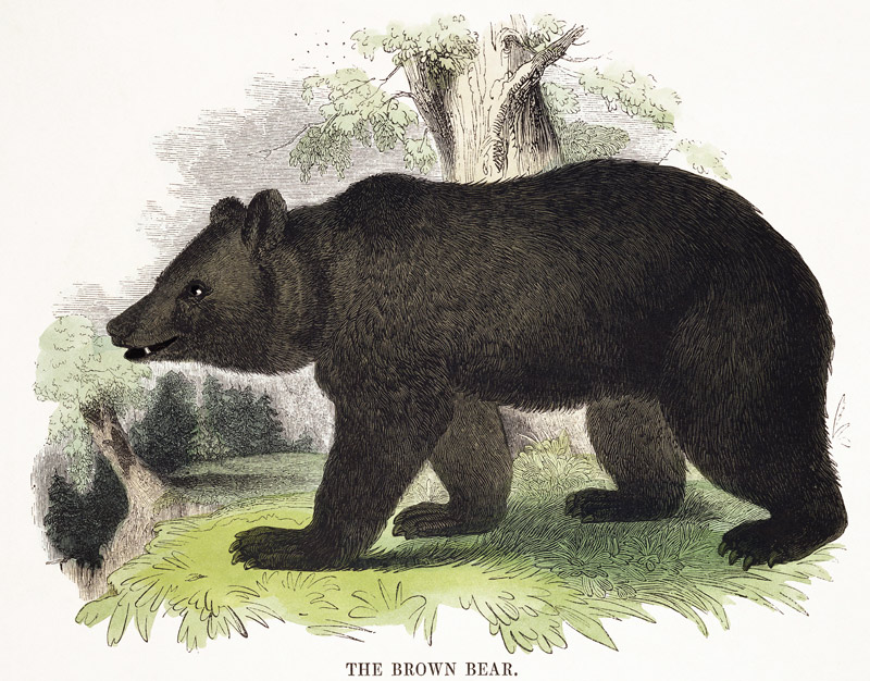 The Brown Bear, educational illustration pub. by the Society for Promoting Christian Knowledge, 1843 from Josiah Wood Whymper