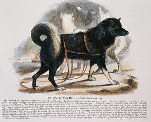 The Esquimaux Dog (Canis familiaris) educational illustration pub. by the Society for Promoting Chri from Josiah Wood Whymper