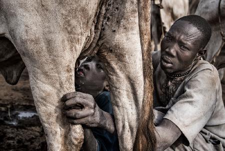 Ein Vater des Mundari-Stammes füttert sein Kind mit der Milch,die aus dem Euter der Kuh kommt