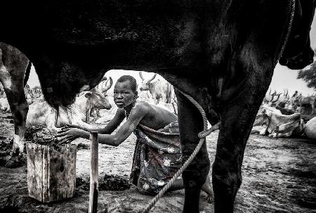 Eine Szene in einem Mundari-Rinderlager III – Südsudan