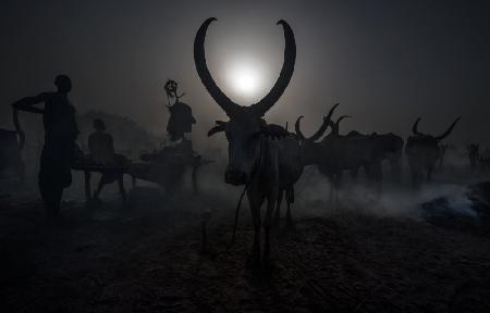 In einem Mundari-Rinderlager im Südsudan
