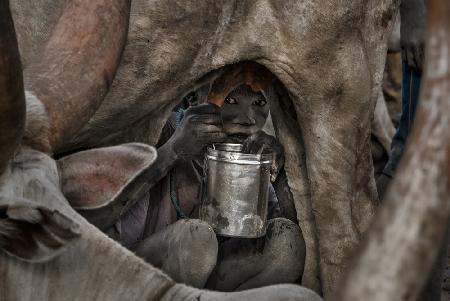 Mundari-Kind melkt eine Kuh-I - Südsudan