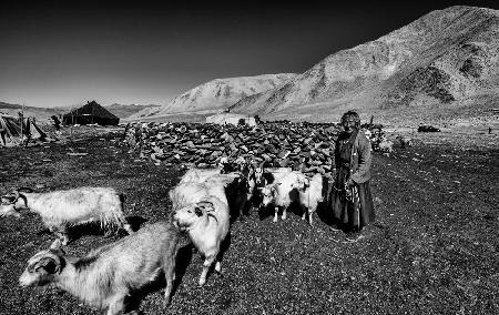 Nach dem Melken von Ziegen (Ladakh-Indien)