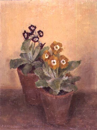 Primulas  from Joyce  Haddon