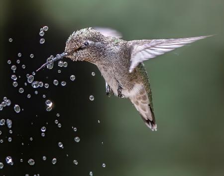 Fröhlicher Kolibri