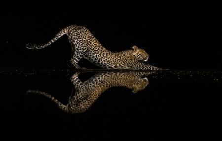 Yoga im Leopardenstil