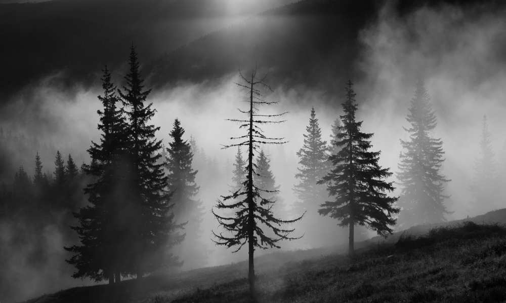 Misty forest from Julien Oncete