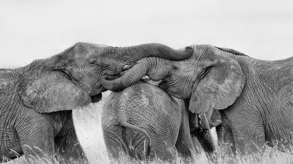 Elefanten spielen from Jun Zuo