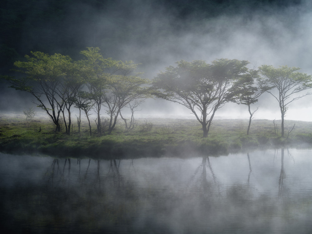 Bäume im Nebel from K_Tsunoda