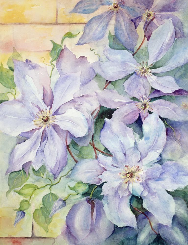 Clematis, The President  from Karen  Armitage