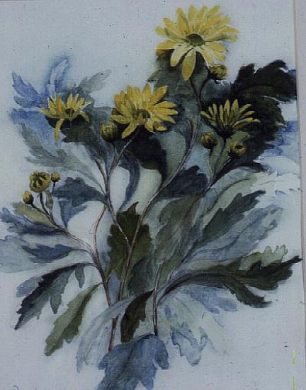 Chrysanthemum, Mary Stoker  from Karen  Armitage