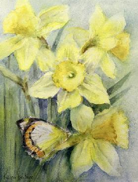 Delias Mysis (Union Jack) Butterfly on Daffodils 