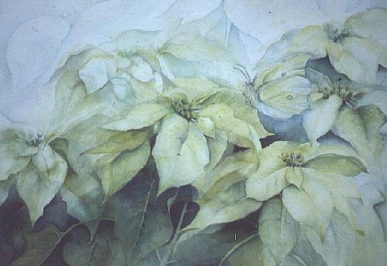 White Poinsettia (horizontal)  from Karen  Armitage