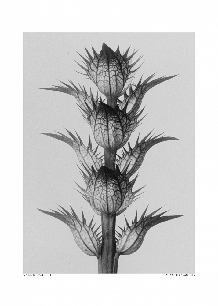 Acanthus mollis from Karl Blossfeldt