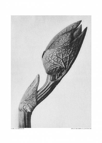 Aristolochia-Klematitis