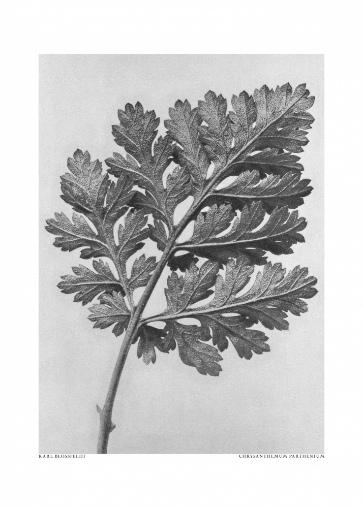 Chrysantheme parthenium from Karl Blossfeldt
