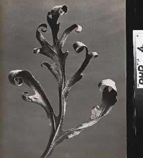 Silphium laciniatum, Kompasspflanze