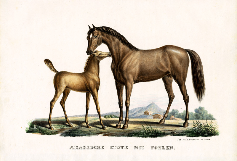 Arab Horse With Fowl from Karl Joseph Brodtmann