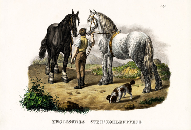 English Pit Horse from Karl Joseph Brodtmann