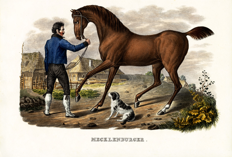 Mecklenburger Horse from Karl Joseph Brodtmann